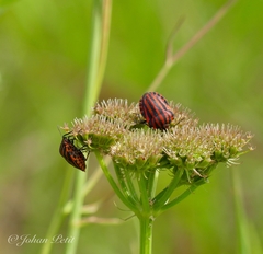 Graphosoma italicum italicum