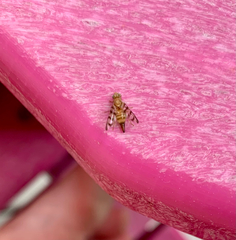 Euphranta canadensis