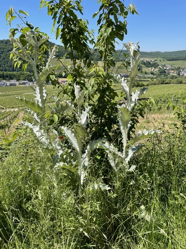 Onopordum acanthium iNat (1)