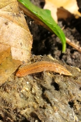 Australopacifica spectabilis