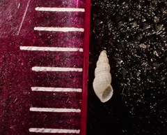 Odostomia virginalis