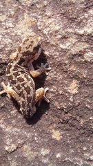 Pachydactylus maculatus