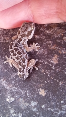 Pachydactylus maculatus