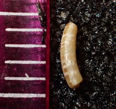 Caecum crebricinctum