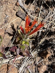 Monardella macrantha macrantha