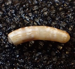 Caecum crebricinctum