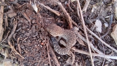 Pachydactylus maculatus