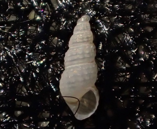 Odostomia virginalis observed 2018-01-28