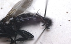 Sarcophaga variegata