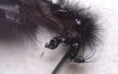 Sarcophaga variegata