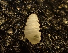 Odostomia aepynota