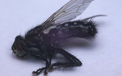 Sarcophaga variegata