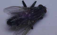 Sarcophaga variegata