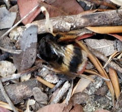 Bombus terrestris sassaricus