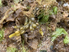 Fucus vesiculosus