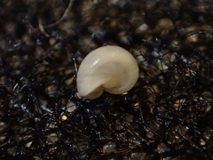 Teinostoma supravallatum