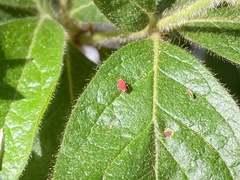 Coccobaphes frontifer