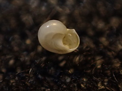Teinostoma supravallatum