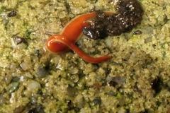 Arthurdendyus testaceus