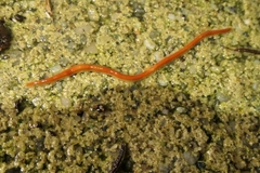 Arthurdendyus testaceus