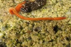 Arthurdendyus testaceus