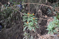 Asclepias curassavica