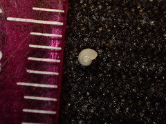 Teinostoma supravallatum