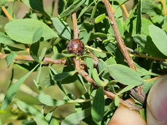 Parthenolecanium corni