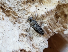 Yakuhananomia bidentata