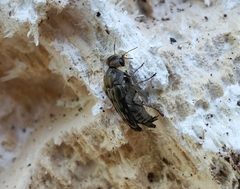 Yakuhananomia bidentata