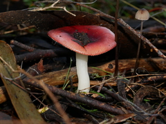 Russula persanguinea