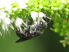 Stelis punctulatissima