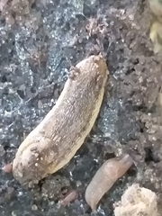 Arion fasciatus
