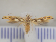 Trachydora chrysodoxa