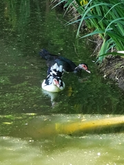 Cairina moschata domestica