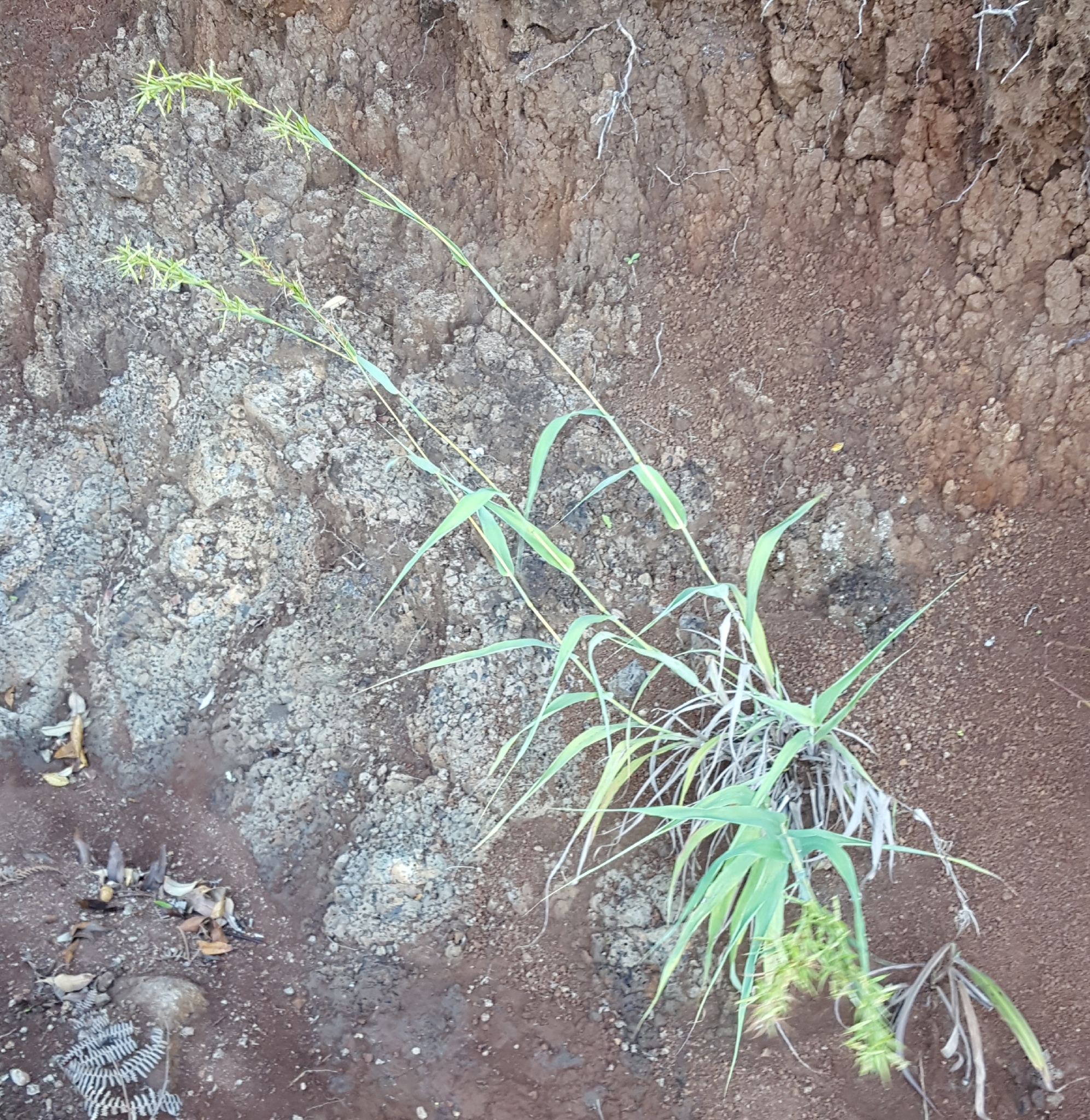 (c) François Rousseu, certains droits réservés (CC BY-NC) https://www.inaturalist.org/observations/83106952