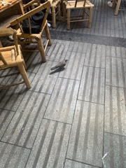 Streptopelia chinensis