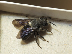 Stelis punctulatissima