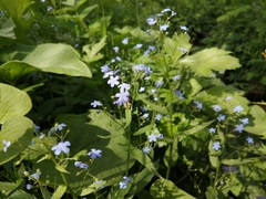 Brunnera sibirica