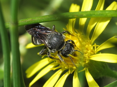 Stelis punctulatissima
