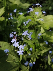 Brunnera sibirica