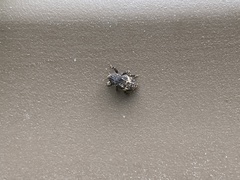 Cryptorhynchini