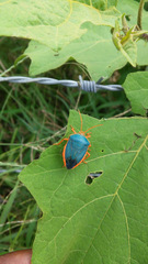 Edessa rufomarginata