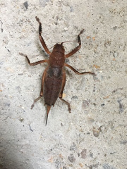 Nesoecia