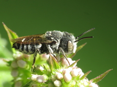 Coelioxys echinatus