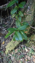 Laureliopsis philippiana