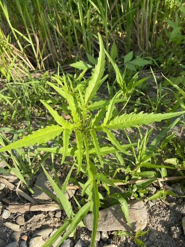 Maximowicz’s marigold (Bidens maximowicziana)