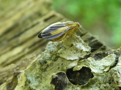 Peplomyza discoidea