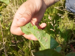 Lycaena dispar