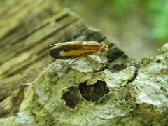 Peplomyza discoidea